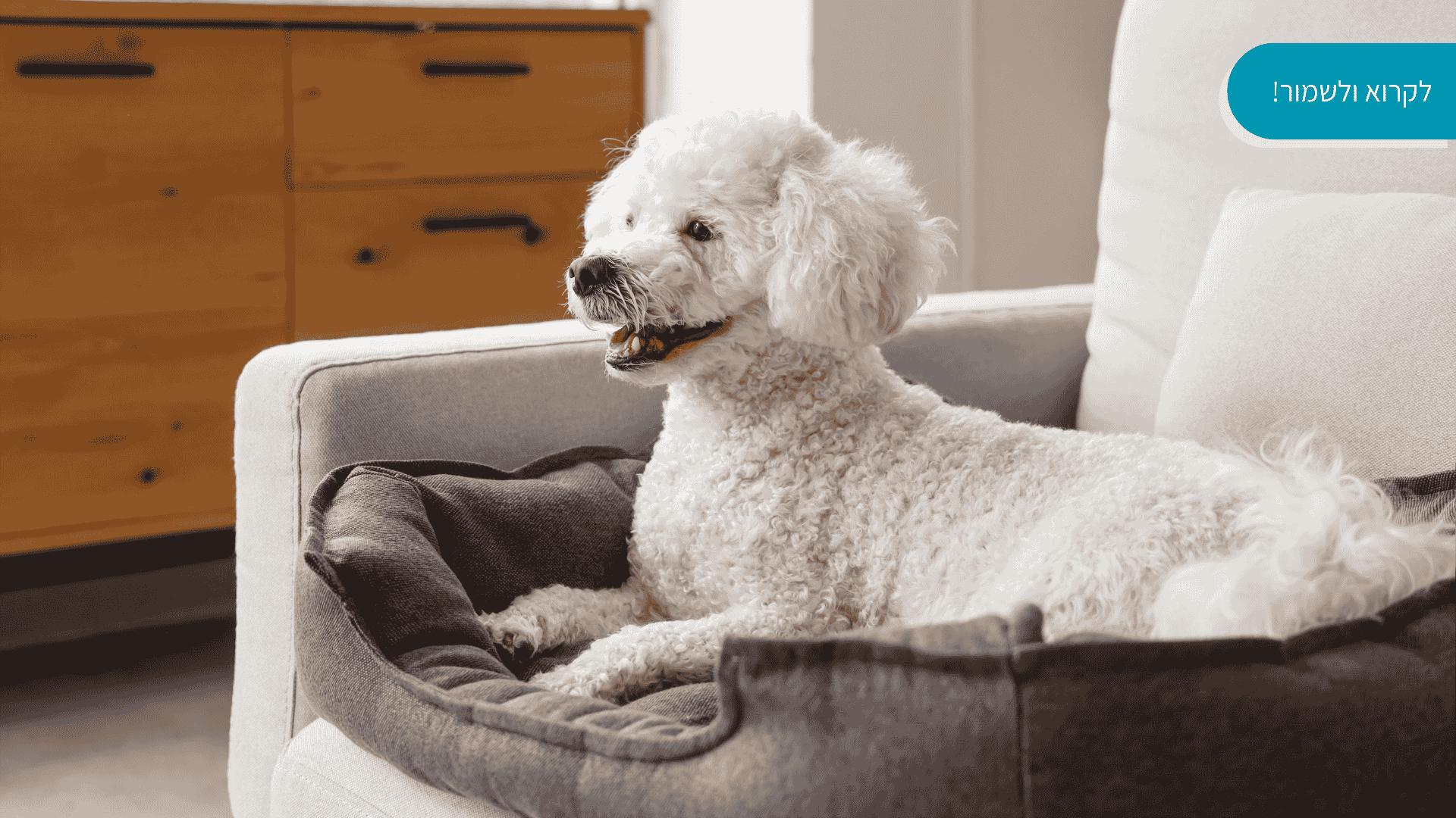 מיטות נוחות לכלבים