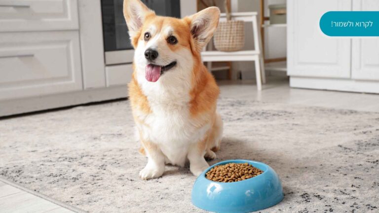 אוכל לכלבים